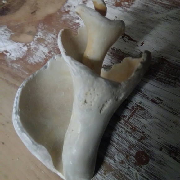 Sea Shell - Picture 1 of 5